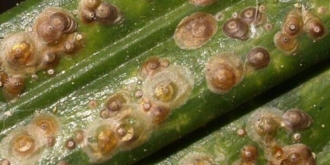 Ščitovka na ribizli: kako se boriti, fotografija